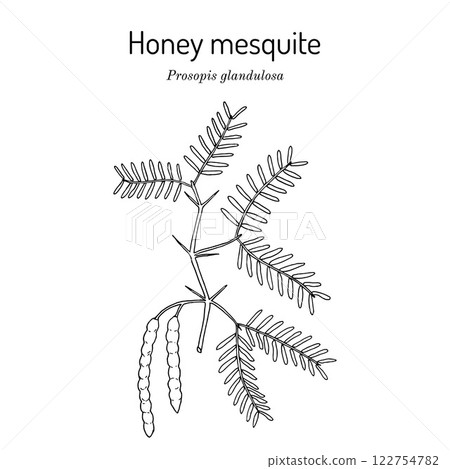 Honey mesquite Prosopis glandulosa , edible and medicinal plant Honey mesquite Prosopis glandulosa , edible and medicinal plant 122754782