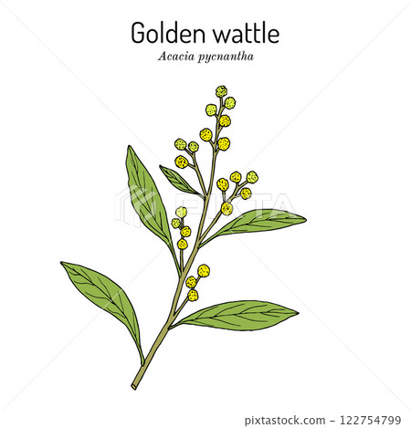 Golden wattle Acacia pycnantha , edible and medicinal plant 122754799