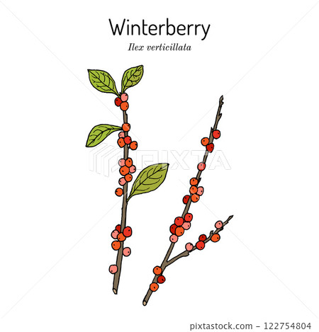Winterberry or fever bush ilex verticillata , ornamental and medicinal plant. Winterberry or fever bush ilex verticillata , ornamental and medicinal plant. 122754804