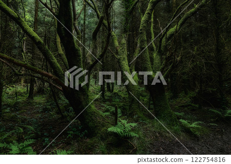 Numerous trees densely packed. Thick moss covers trunks and branches. Forest floor shows ferns and ground cover. Overall atmosphere is shadowy. 122754816