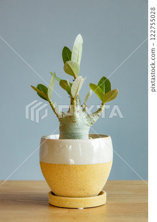 Adenium Arabicam Adenium Arabicam 122755028