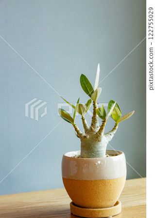 Adenium Arabicam 122755029