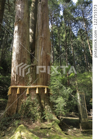 The sacred tree "Sanbonsugi" of Oiwa Shrine, one of Japan's most powerful power spots The sacred tree "Sanbonsugi" of Oiwa Shrine, one of Japan's most powerful power spots 122755573
