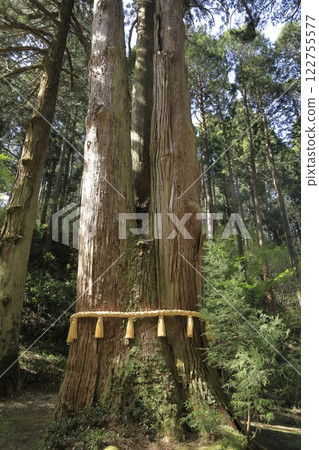 日本屈指可數的能量聖地之一——大岩神社的聖樹“三本杉” 日本屈指可數的能量聖地之一——大岩神社的聖樹“三本杉” 122755577
