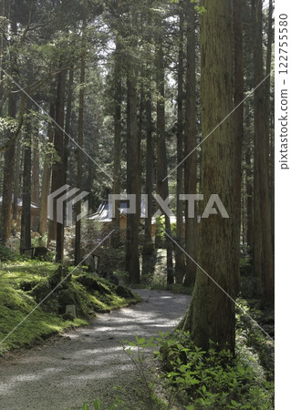 The approach to Oiwa Shrine, one of Japan's most powerful shrines, is surrounded by cedar trees. The approach to Oiwa Shrine, one of Japan's most powerful shrines, is surrounded by cedar trees. 122755580