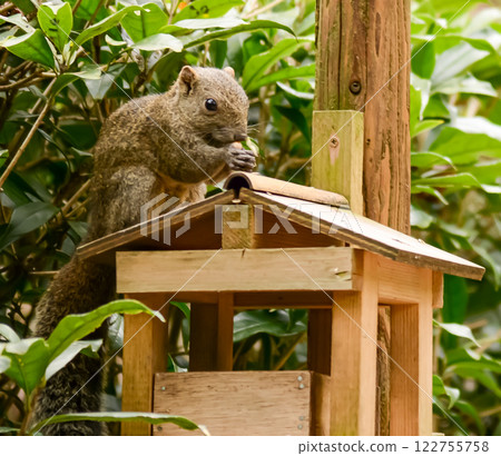 Taiwanese squirrel eating cutely Taiwanese squirrel eating cutely 122755758