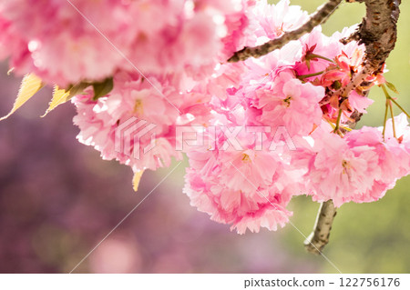 branch of pink sakura in blossom. sunny day. nature background in spring. uzhhorod ukraine branch of pink sakura in blossom. sunny day. nature background in spring. uzhhorod ukraine 122756176