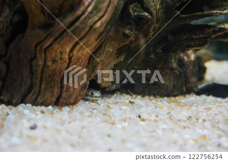 一隻禿頭蝦虎魚浮出水面 一隻禿頭蝦虎魚浮出水面 122756254