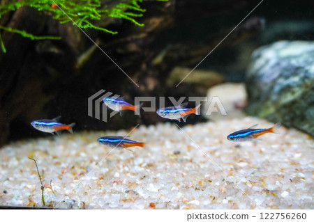 A flock of tetras A flock of tetras 122756260