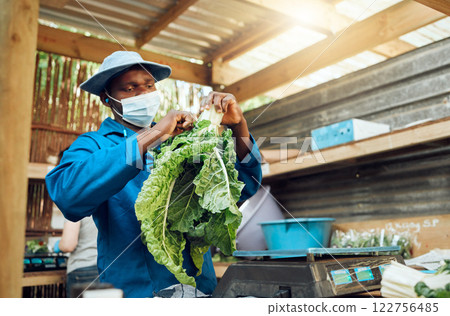 Farmer working and cleaning green vegetable crop or supermarket plant grocery from garden. Sustainability, agriculture and eco farming with worker in nature warehouse or greenhouse shed 122756485