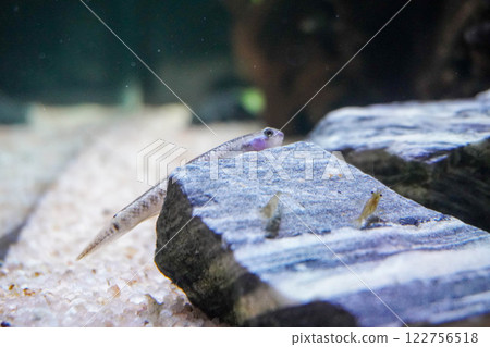 Stag beetle and shrimp 122756518