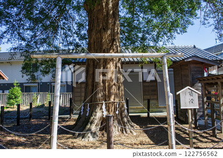 埼玉縣白岡市白岡八幡神社,神樹,神馬傳說的神社 埼玉縣白岡市白岡八幡神社,神樹,神馬傳說的神社 122756562