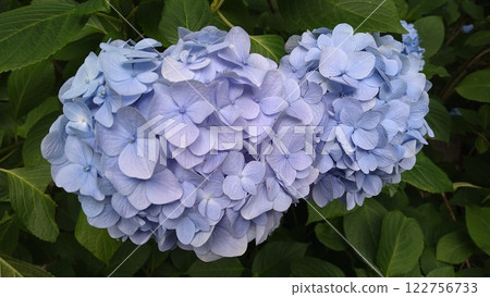 明月院的繡球花(藍色) 明月院的繡球花(藍色) 122756733