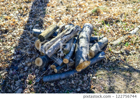 Mountain forest care pruning image 122756744