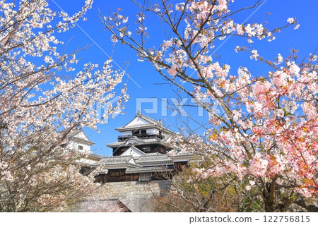 [愛媛縣]櫻花盛開的松山城天守閣 122756815