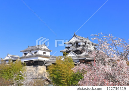 [愛媛縣]櫻花盛開的松山城天守閣 122756819