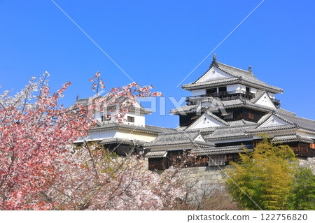 [愛媛縣]櫻花盛開的松山城天守閣 122756820