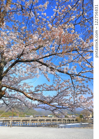 【京都】櫻花盛開與嵐山渡月橋 122756831