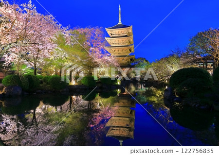 [Kyoto] Cherry blossoms in full bloom at Toji Temple (special night visit) 122756835