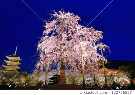 [Kyoto] Illuminated Toji Temple and Fuji Sakura (special night visit) 122756837