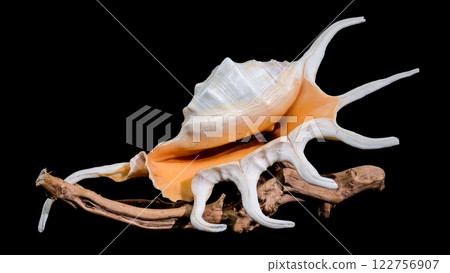 Lambis Spider Conch on driftwood Black Background 122756907