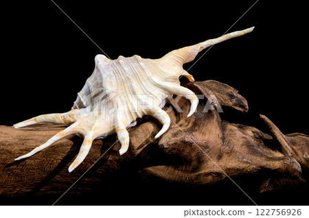 Lambis Spider Conch on driftwood Black Background 122756926