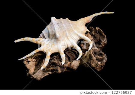 Lambis Spider Conch on driftwood Black Background Lambis Spider Conch on driftwood Black Background 122756927