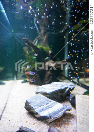 Aquarium landscape 122757214