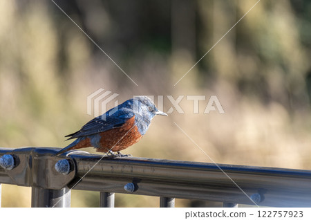 Rock Thrush perched on a railing Rock Thrush perched on a railing 122757923