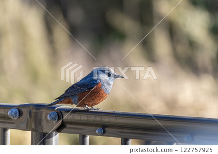 Rock Thrush perched on a railing Rock Thrush perched on a railing 122757925