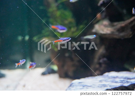 一群四眼魚 122757972