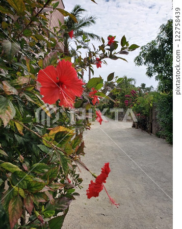 Taketomi Island, tropical red flowers, summer scenery Taketomi Island, tropical red flowers, summer scenery 122758439