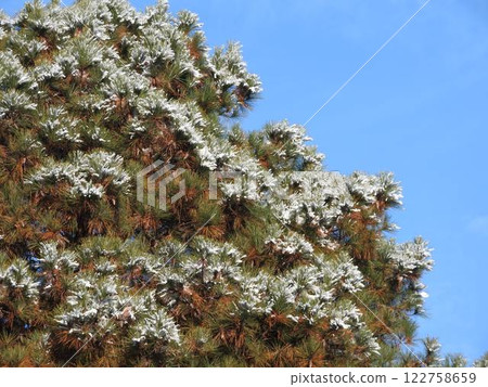 Snow on trees: Loblolly pine Snow on trees: Loblolly pine 122758659