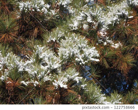 樹上的雪：火炬松 122758666