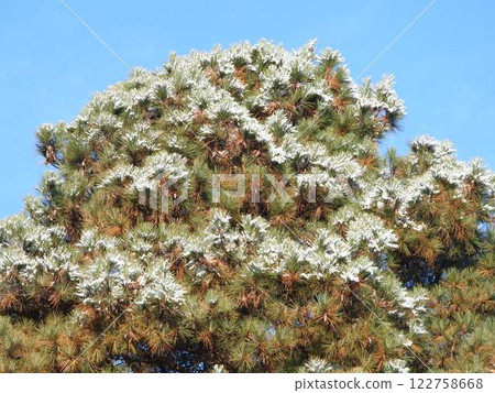 Snow on trees: Loblolly pine 122758668