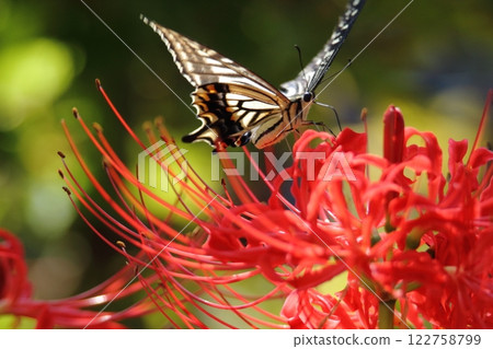 園藝花園花卉， 122758799