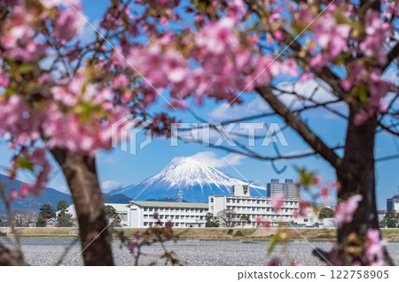 Mount Fuji seen behind the Kawazu cherry blossoms 122758905