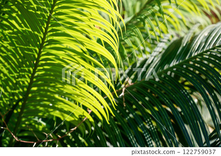 Abstract shallow depth (only few leaves in focus) of field tropical background - sun shines through green palm leaf Abstract shallow depth (only few leaves in focus) of field tropical background - sun shines through green palm leaf 122759037