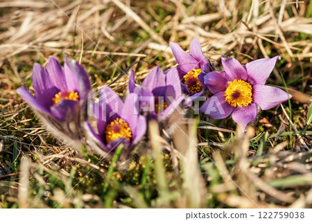 Sun shines on group of purple and yellow greater pasque flower - Pulsatilla grandis - growing in dry grass, close up detail Sun shines on group of purple and yellow greater pasque flower - Pulsatilla grandis - growing in dry grass, close up detail 122759038