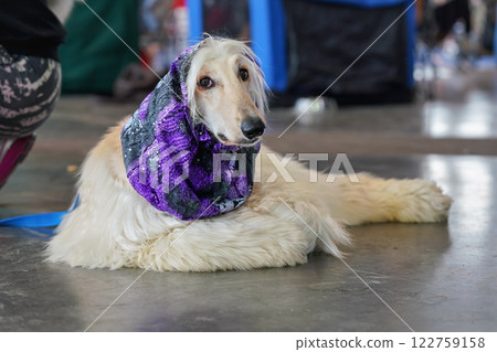 White Russian borzoi dog with violet scarf around neck, laying on the stone floor in hall, waiting at dog exhibition competition 122759158