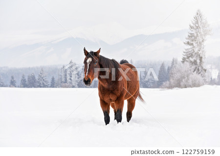 Brown horse walks towards camera on snow covered field in winter, blurred trees and mountains in background 122759159