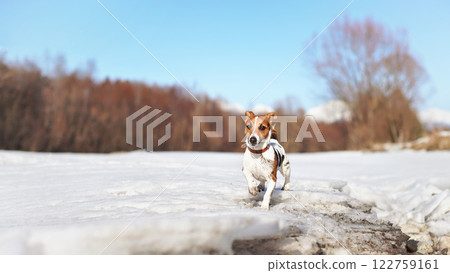 Small Jack Russell terrier walking on melting snow covered river, on a sunny spring day Small Jack Russell terrier walking on melting snow covered river, on a sunny spring day 122759161