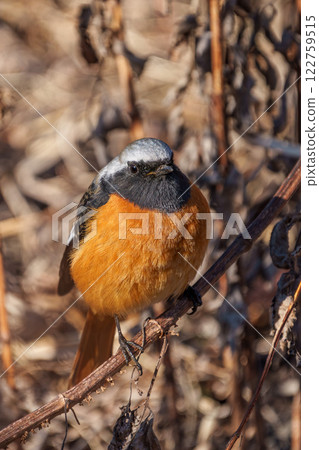 The male's rhubarb The male's rhubarb 122759515