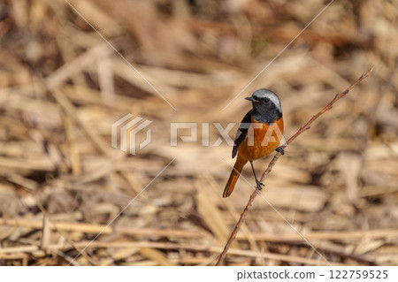 雄性的大黃 122759525