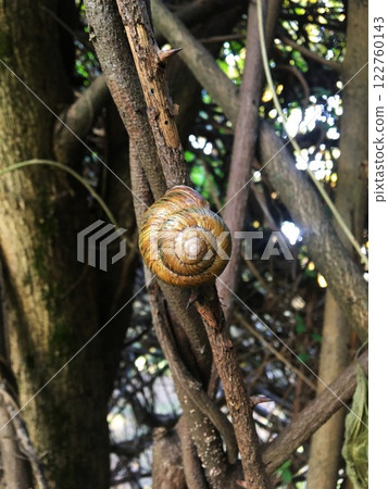 Snail is sitting on a twig with thorns. Snail is sitting on a twig with thorns. 122760143