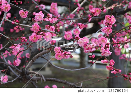 冬季公園盛開的粉紅梅花 冬季公園盛開的粉紅梅花 122760164