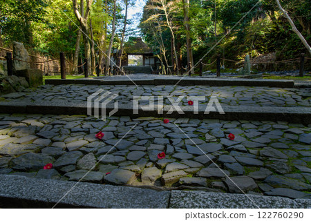 Kyoto: Fallen camellias at Honen-in Temple Kyoto: Fallen camellias at Honen-in Temple 122760290