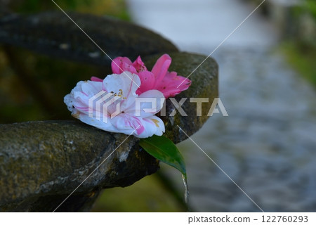 Kyoto Bunkyoin Temple fallen camellia 122760293