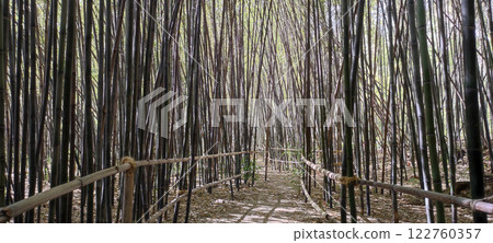 Explore the serene bamboo grove in Jardin Botanico Historico Explore the serene bamboo grove in Jardin Botanico Historico 122760357