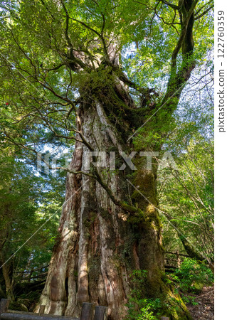 Yakushima of Yakushima 122760359